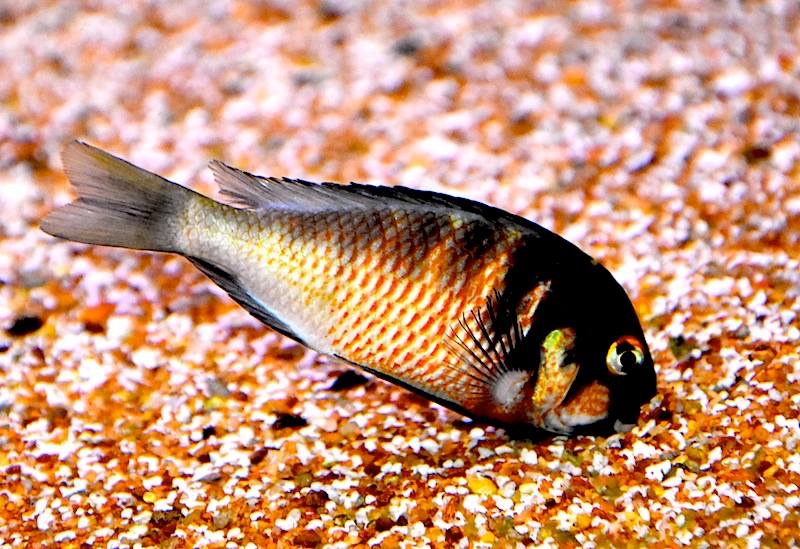 Tropheus Red Belly